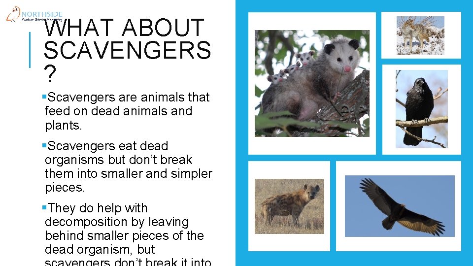 WHAT ABOUT SCAVENGERS ? §Scavengers are animals that feed on dead animals and plants.