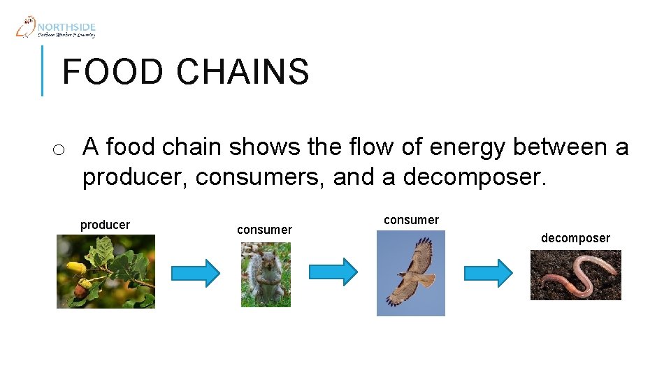 FOOD CHAINS o A food chain shows the flow of energy between a producer,