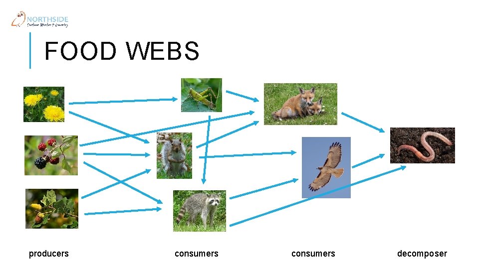 FOOD WEBS producers consumers decomposer 