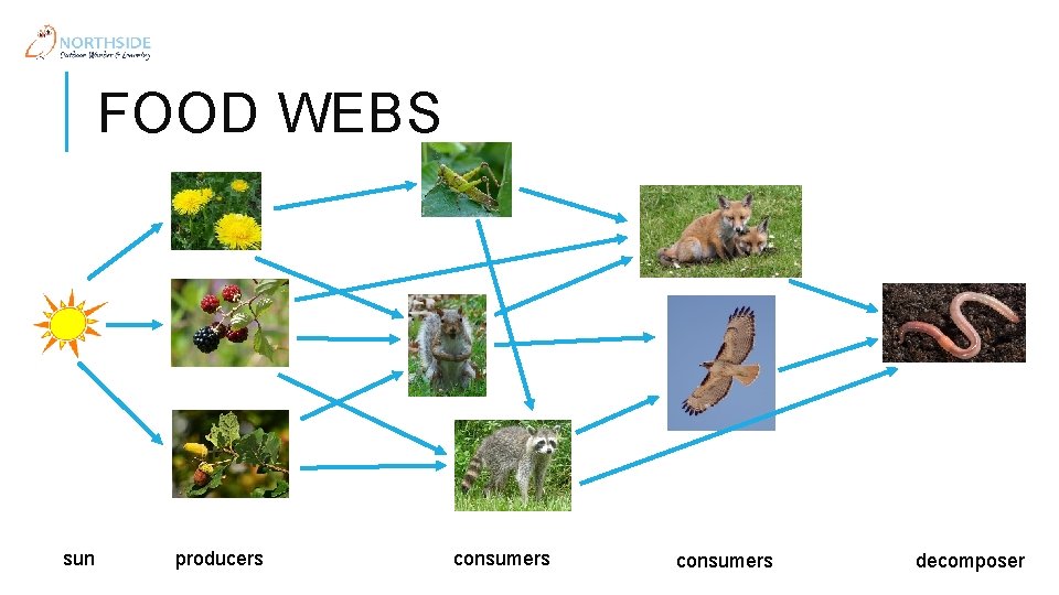 FOOD WEBS sun producers consumers decomposer 