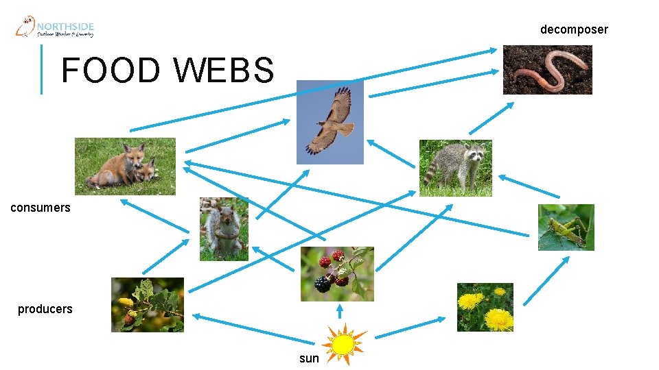 decomposer FOOD WEBS consumers producers sun 