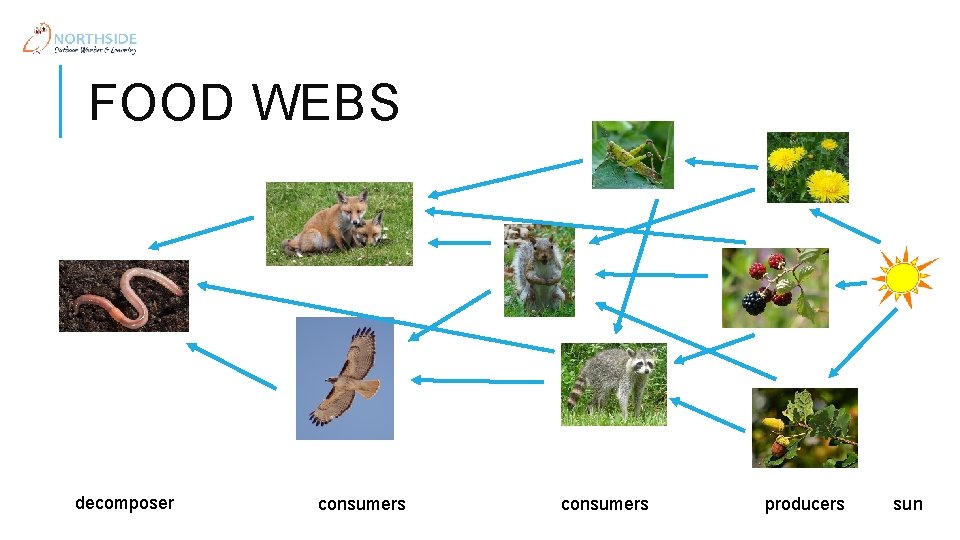 FOOD WEBS decomposer consumers producers sun 
