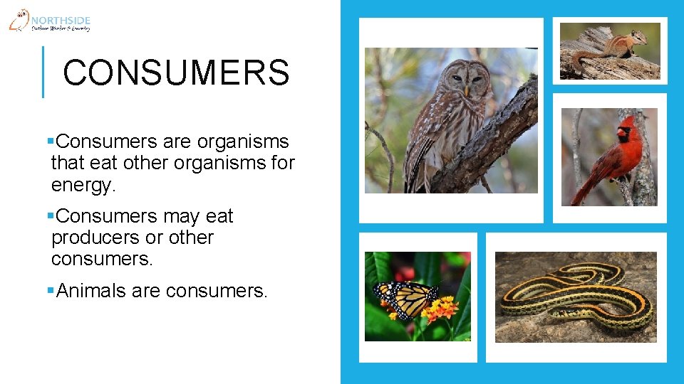 CONSUMERS §Consumers are organisms that eat other organisms for energy. §Consumers may eat producers