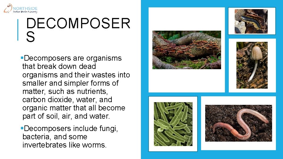 DECOMPOSER S §Decomposers are organisms that break down dead organisms and their wastes into