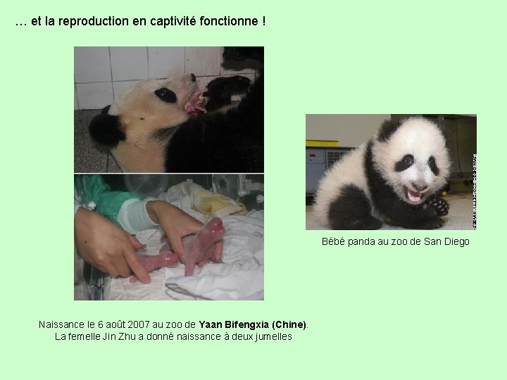 Une Espce En Voie De Disparition Expos Ralis