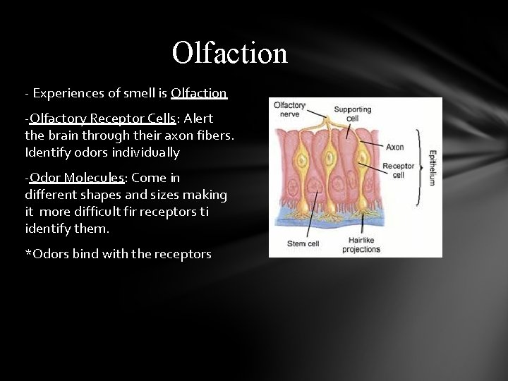 Olfaction - Experiences of smell is Olfaction -Olfactory Receptor Cells: Alert the brain through