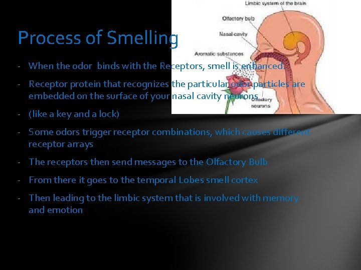 Process of Smelling - When the odor binds with the Receptors, smell is enhanced.