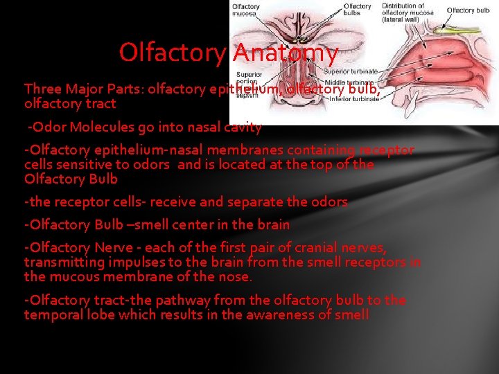 Olfactory Anatomy Three Major Parts: olfactory epithelium, olfactory bulb, olfactory tract -Odor Molecules go