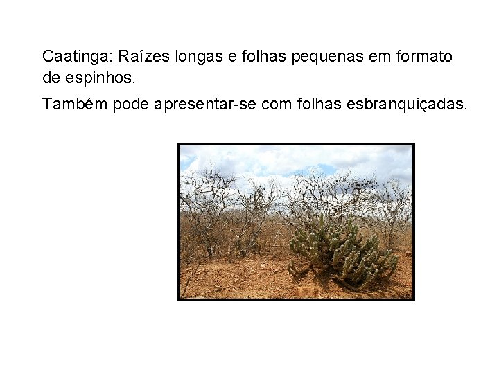 Caatinga: Raízes longas e folhas pequenas em formato de espinhos. Também pode apresentar-se com