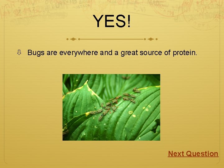 YES! Bugs are everywhere and a great source of protein. Next Question 