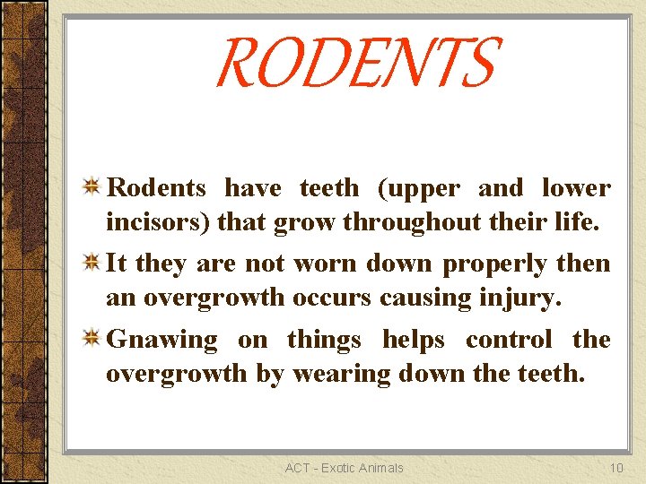 RODENTS Rodents have teeth (upper and lower incisors) that grow throughout their life. It