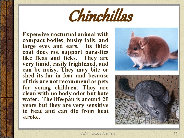 Chinchillas Expensive nocturnal animal with compact bodies, bushy tails, and large eyes and ears.