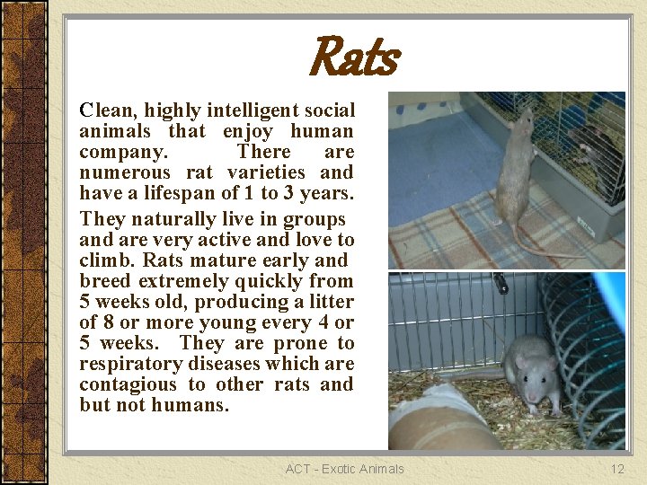 Rats Clean, highly intelligent social animals that enjoy human company. There are numerous rat