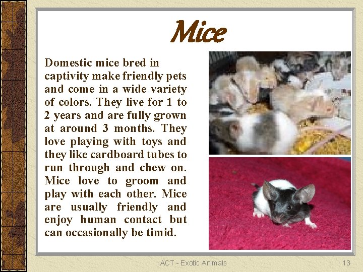 Mice Domestic mice bred in captivity make friendly pets and come in a wide