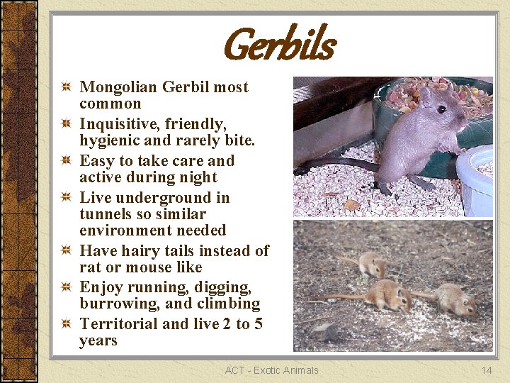 Gerbils Mongolian Gerbil most common Inquisitive, friendly, hygienic and rarely bite. Easy to take