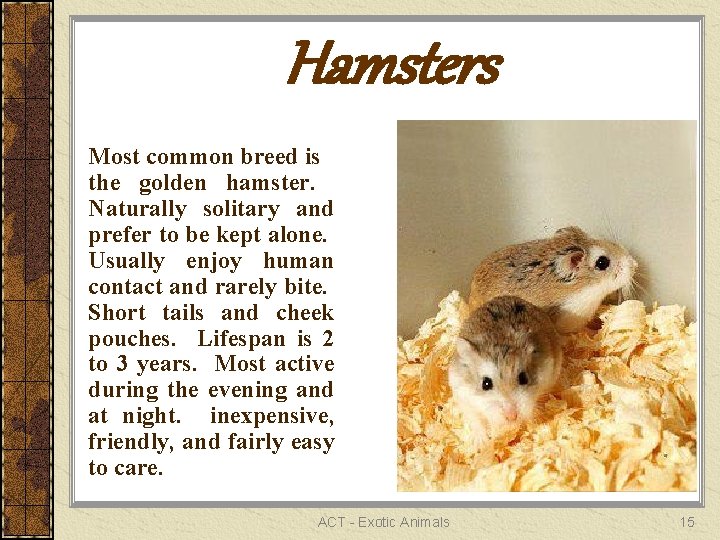 Hamsters Most common breed is the golden hamster. Naturally solitary and prefer to be