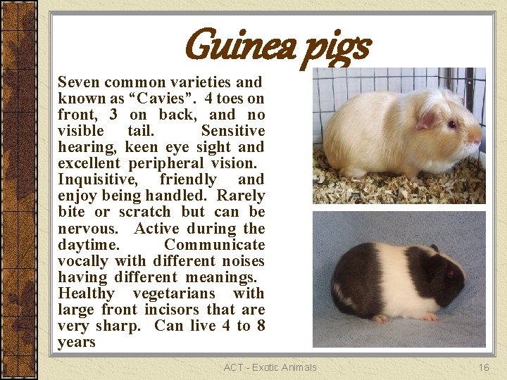 Guinea pigs Seven common varieties and known as “Cavies”. 4 toes on front, 3