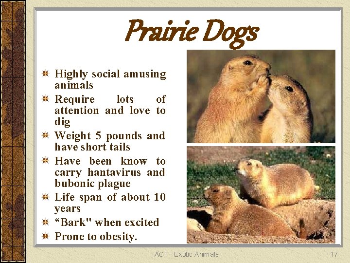 Prairie Dogs Highly social amusing animals Require lots of attention and love to dig