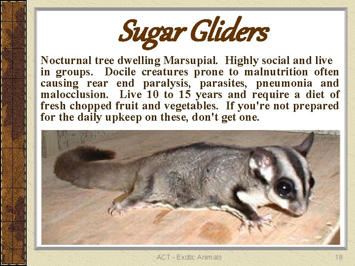 Sugar Gliders Nocturnal tree dwelling Marsupial. Highly social and live in groups. Docile creatures