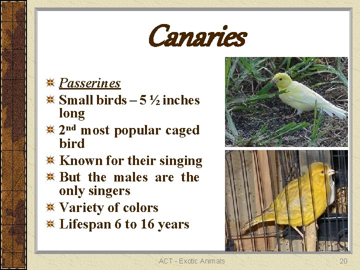 Canaries Passerines Small birds – 5 ½ inches long 2 nd most popular caged