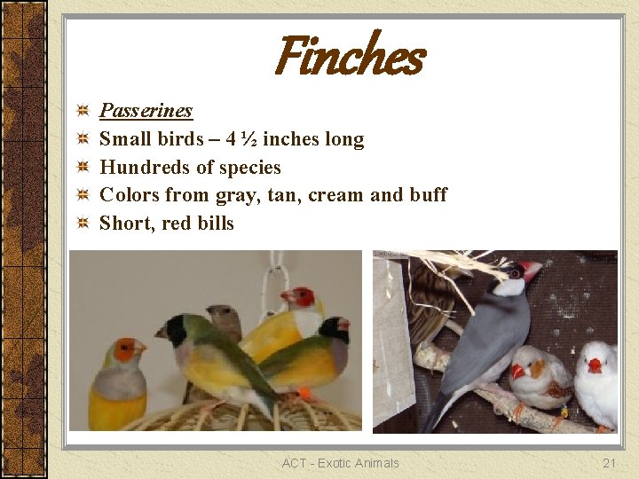 Finches Passerines Small birds – 4 ½ inches long Hundreds of species Colors from