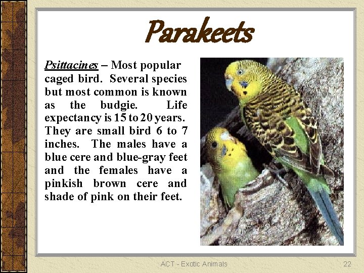 Parakeets Psittacines – Most popular caged bird. Several species but most common is known