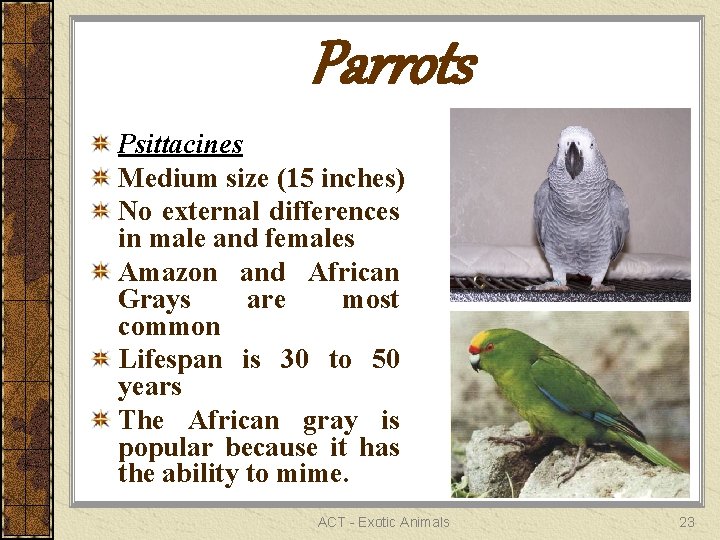 Parrots Psittacines Medium size (15 inches) No external differences in male and females Amazon