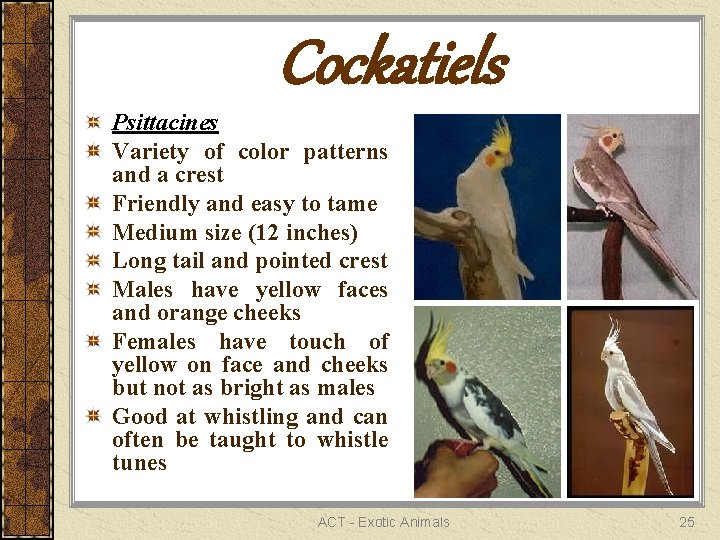 Cockatiels Psittacines Variety of color patterns and a crest Friendly and easy to tame