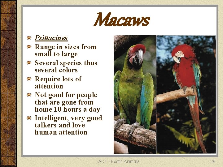 Macaws Psittacines Range in sizes from small to large Several species thus several colors