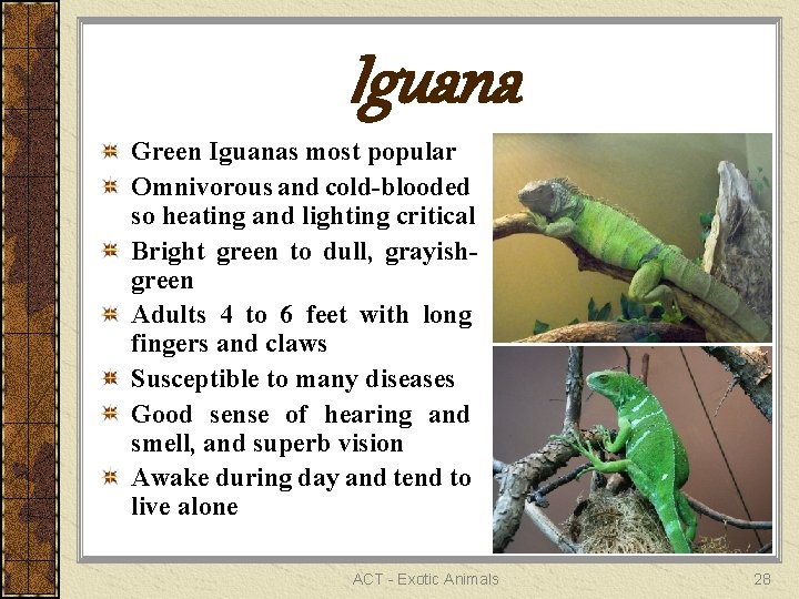 Iguana Green Iguanas most popular Omnivorous and cold-blooded so heating and lighting critical Bright