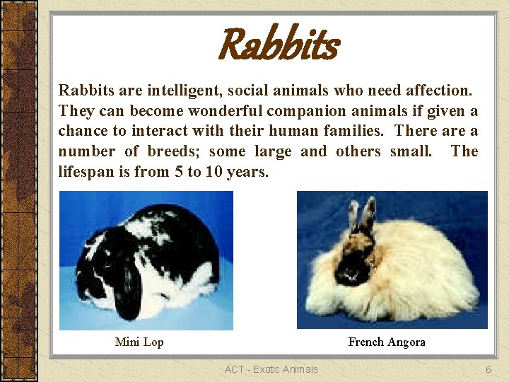 Rabbits are intelligent, social animals who need affection. They can become wonderful companion animals