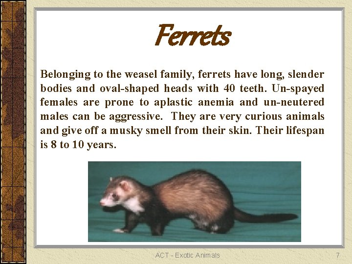 Ferrets Belonging to the weasel family, ferrets have long, slender bodies and oval-shaped heads