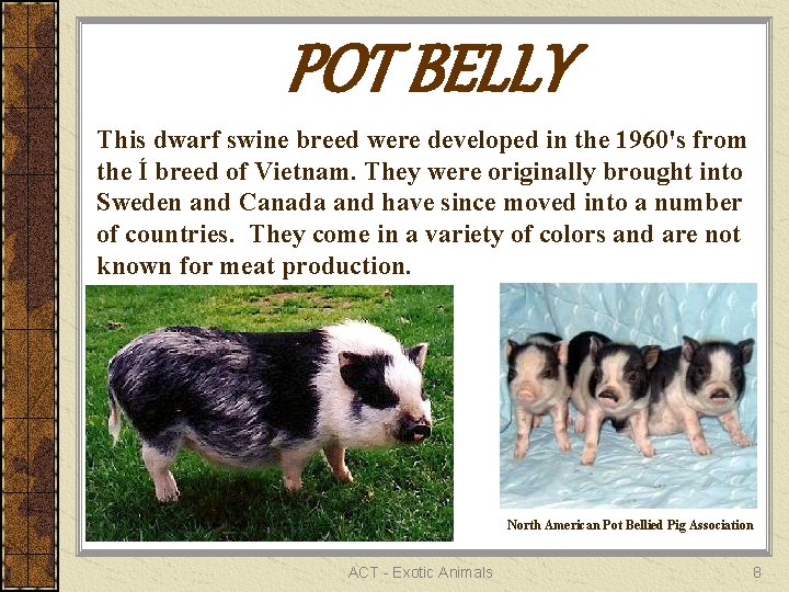 POT BELLY This dwarf swine breed were developed in the 1960's from the Í