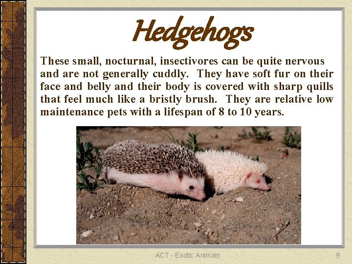 Hedgehogs These small, nocturnal, insectivores can be quite nervous and are not generally cuddly.
