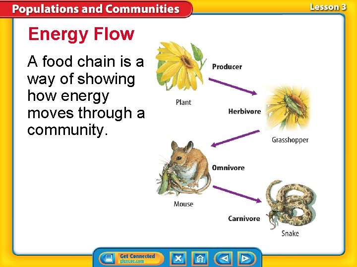 Energy Flow A food chain is a way of showing how energy moves through