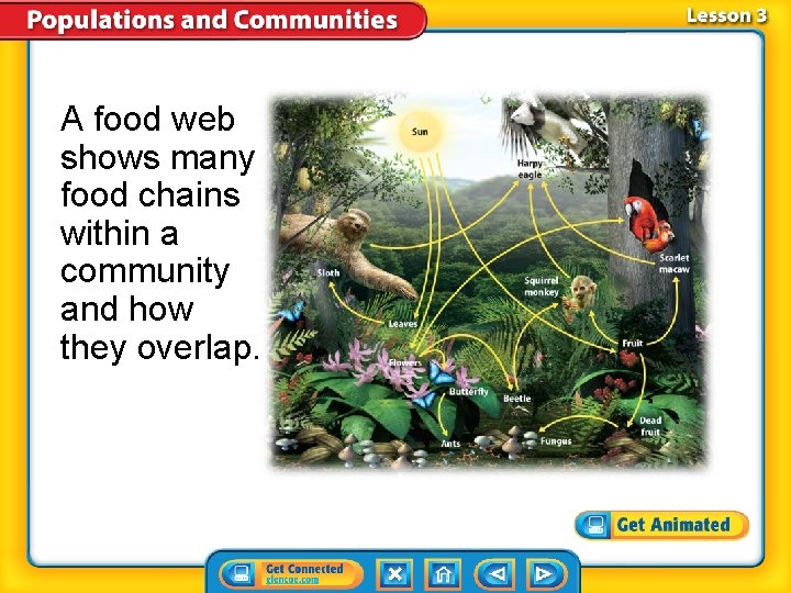A food web shows many food chains within a community and how they overlap.