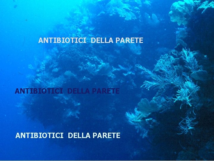 ANTIBIOTICI DELLA PARETE 