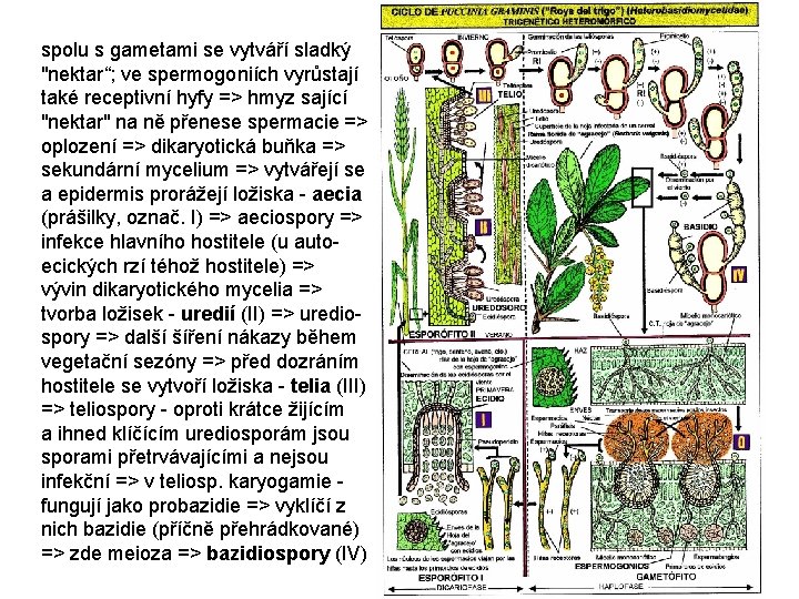 spolu s gametami se vytváří sladký "nektar“; ve spermogoniích vyrůstají také receptivní hyfy =>