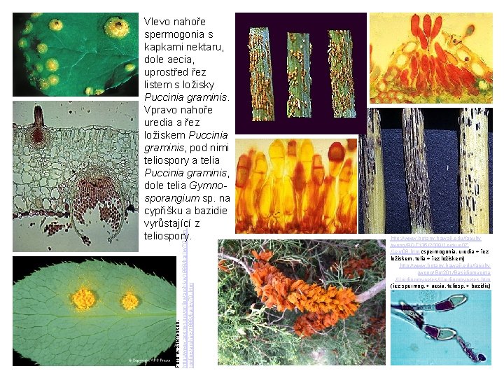 Foto B. Steffenson, http: //www. apsnet. org/online/archive/1998/barley 70. htm Vlevo nahoře spermogonia s kapkami