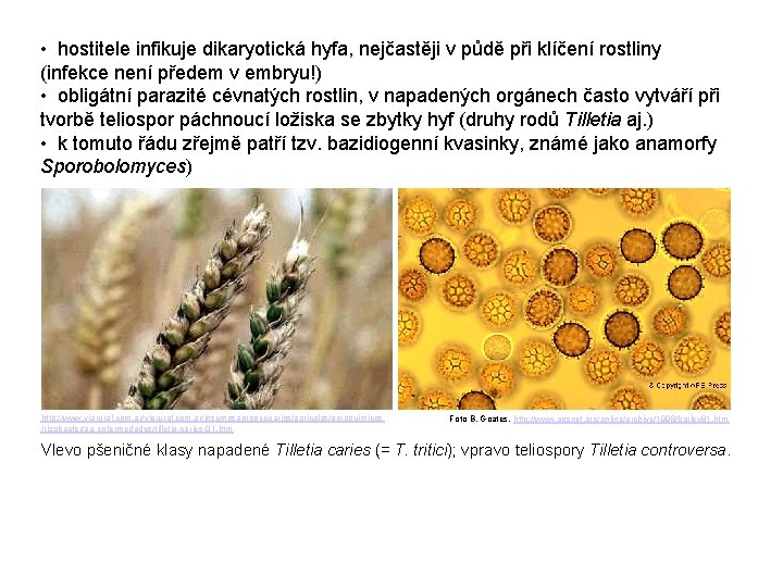  • hostitele infikuje dikaryotická hyfa, nejčastěji v půdě při klíčení rostliny (infekce není