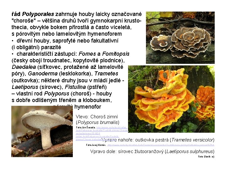 řád Polyporales zahrnuje houby laicky označované "choroše" – většina druhů tvoří gymnokarpní krustothecia, obvykle