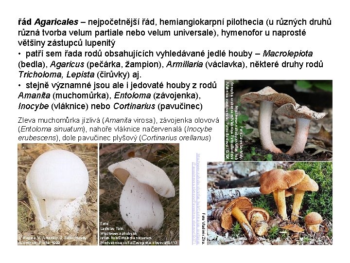 Zleva muchomůrka jízlivá (Amanita virosa), závojenka olovová (Entoloma sinuatum), nahoře vláknice načervenalá (Inocybe erubescens),