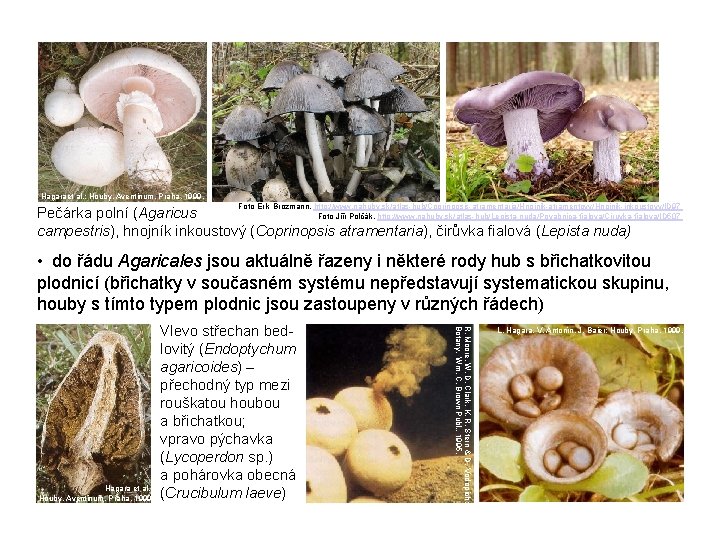 Hagaraet al. : Houby, Aventinum, Praha, 1999. Foto Erik Brozmann, http: //www. nahuby. sk/atlas-hub/Coprinopsis-atramentaria/Hnojnik-atramentovy/Hnojnik-inkoustovy/ID