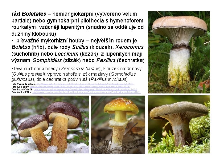 řád Boletales – hemiangiokarpní (vytvořeno velum partiale) nebo gymnokarpní pilothecia s hymenoforem rourkatým, vzácněji