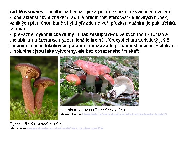 řád Russulales – pilothecia hemiangiokarpní (ale s vzácně vyvinutým velem) • charakteristickým znakem řádu