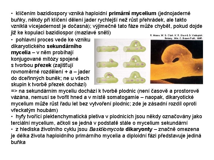  • klíčením bazidiospory vzniká haploidní primární mycelium (jednojaderné buňky, někdy při klíčení dělení