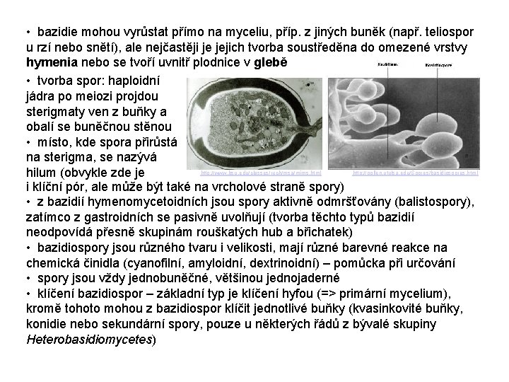  • bazidie mohou vyrůstat přímo na myceliu, příp. z jiných buněk (např. teliospor