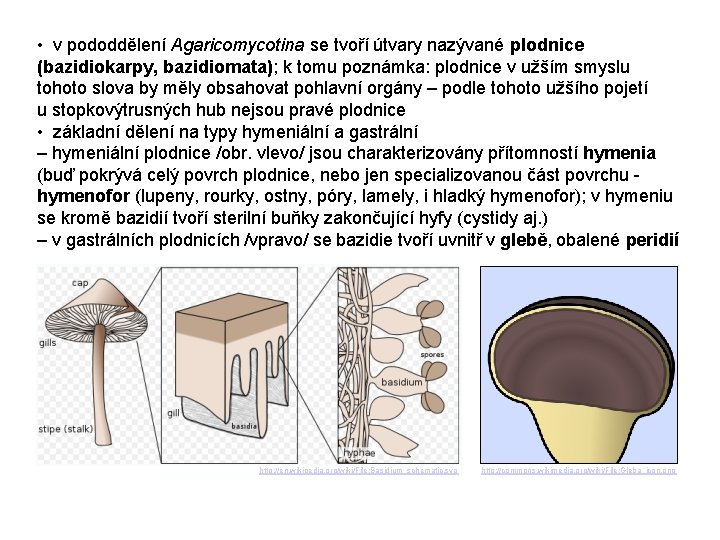  • v pododdělení Agaricomycotina se tvoří útvary nazývané plodnice (bazidiokarpy, bazidiomata); k tomu