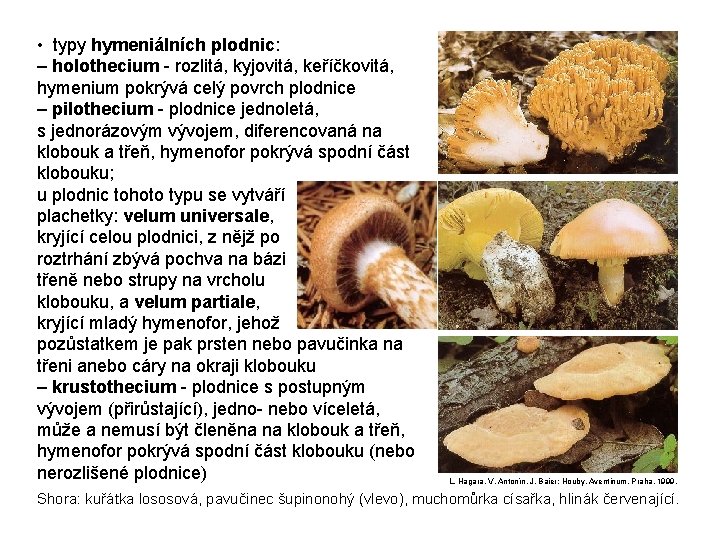  • typy hymeniálních plodnic: – holothecium - rozlitá, kyjovitá, keříčkovitá, hymenium pokrývá celý