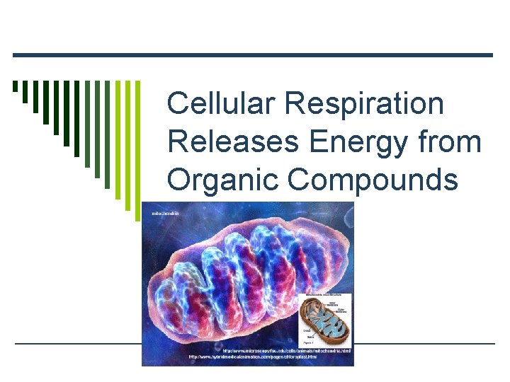 Cellular Respiration Releases Energy from Organic Compounds 